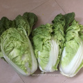 Humid and heat tolerant leaf  vegetable bakchoy pakchoy  Chinese cabbage seeds